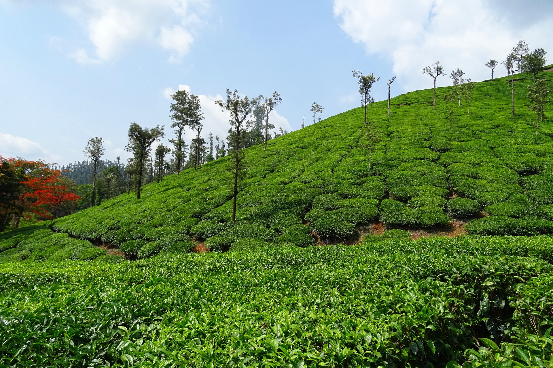South India has many tourist destinations. If you want to visit South India in march, check out Chikmangaluru. It's greenary is breath taking. Here is coffee plantation of Chikmangaluru.